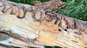A sample from an ash tree in Walla Walla County infested by emerald ash borer. The invasive insect’s larvae chew through the wood, creating winding galleries that kill the tree, and, when the insects are grown, exit through tiny D-shaped holes.
