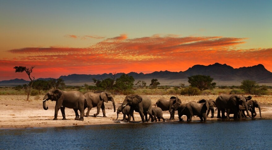 Elephant-Herd-Savanna-1200x796.jpg