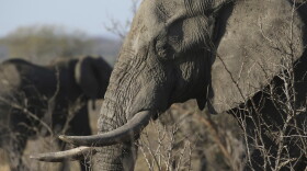 In this photo taken Friday, Sept. 30, 2016, an elephant walks through the bush at the Southern African Wildlife College on the edge of Kruger National Park in South Africa. As teams of poachers stalk rhinos and elephants in the park, wildlife officials are turning to nearby communities to help stop the slaughter by using local knowledge to deter poachers, not join them. (AP Photo/Denis Farrell)