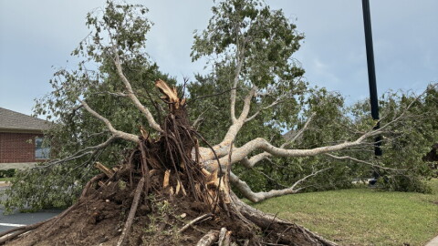A tree damaged in Norman from a storm on Saturday, July 4, 2026.