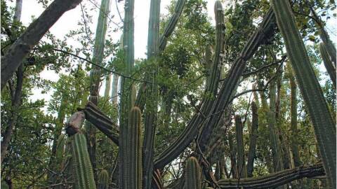 The Key Largo tree cactus, Pilosocereus millspaughii, in habitat at John Pennekamp Coral Reef State Park, in 2015.