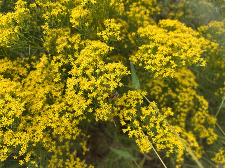 A bee feeds on goldenrod in Isle of Wight County on Sept. 28, 2026.