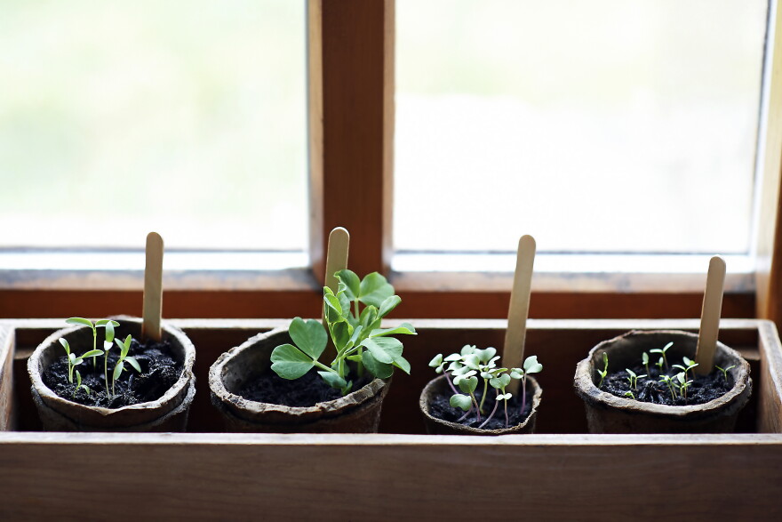 A selection of young plants and seedlings growing indoors in a window sill box and plastic free biodegradable plant pots.