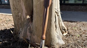 A handmade garden trowel with a wooden handle stuck in the soil at the base of a tree.