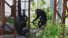 Billy and Ben hang out on a climbing tower in the Chimpanzee Community Hub at the Indianapolis Zoo.