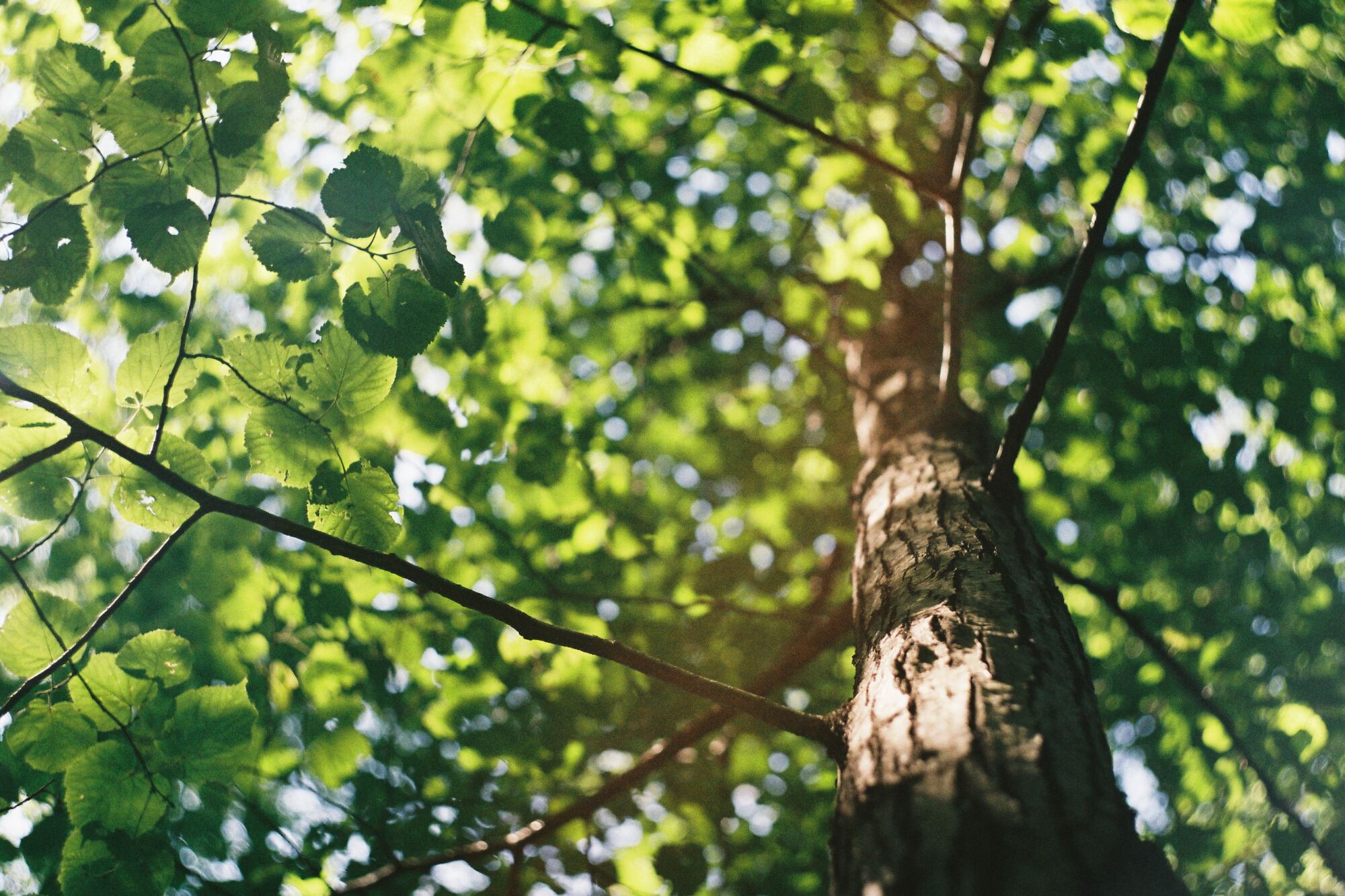 Can your tree's health prevent storm-related damage? episode artwork