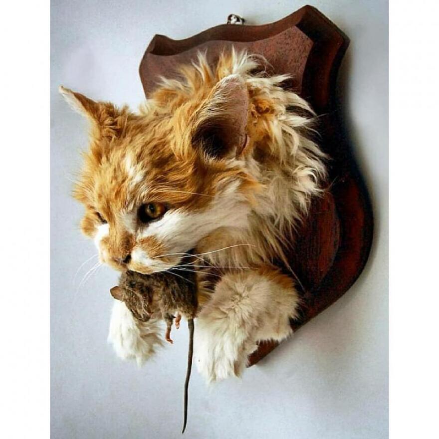 How Much is It to Taxidermy a Cat: Ultimate Cost Guide 2025