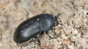 Dermestidae, dermestes beetle on sand, macro photo