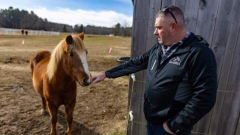 Carl E. Dahl House President and CEO Shawn Hayden pets one of the Newfoundland ponies on the farm. (Jesse Costa/WBUR)