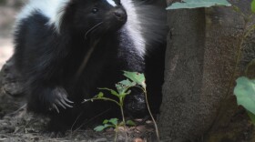 Amazing cute black and white skunk in nature.