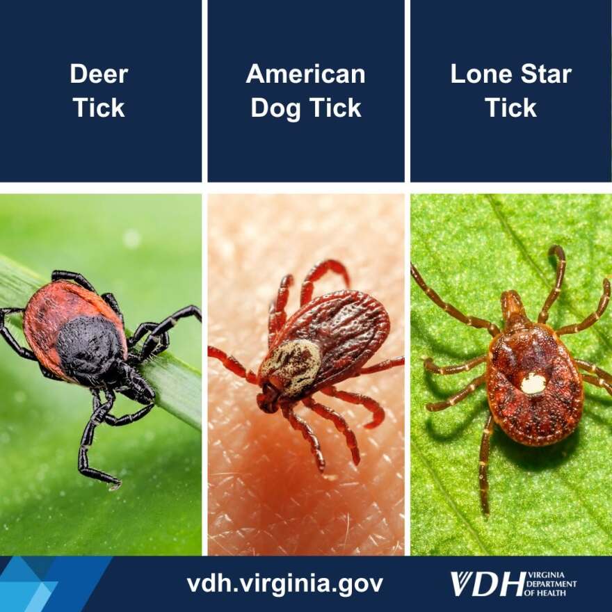 The three tick species that spread disease in Virginia. Lone stars are the most common in Hampton Roads.