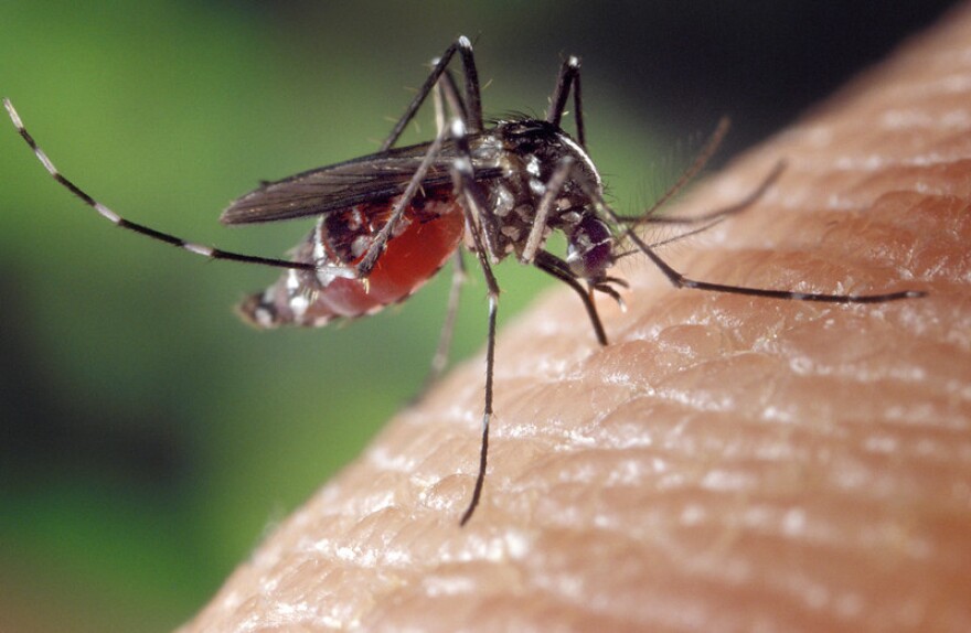 A blood-engorged female Aedes albopictus mosquito feeding on a human host.