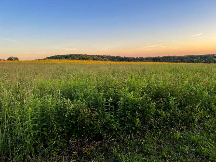 Brandywine Creek State Park's meadow in June 2022.