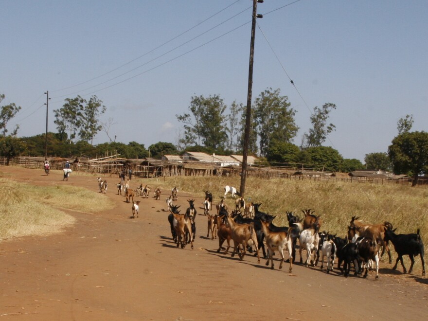 A herd of goats in the village of Ruasse. Notice the power lines — Ruasse is lucky to have them. Many villages in northern Mozambique don't have access to electricity.