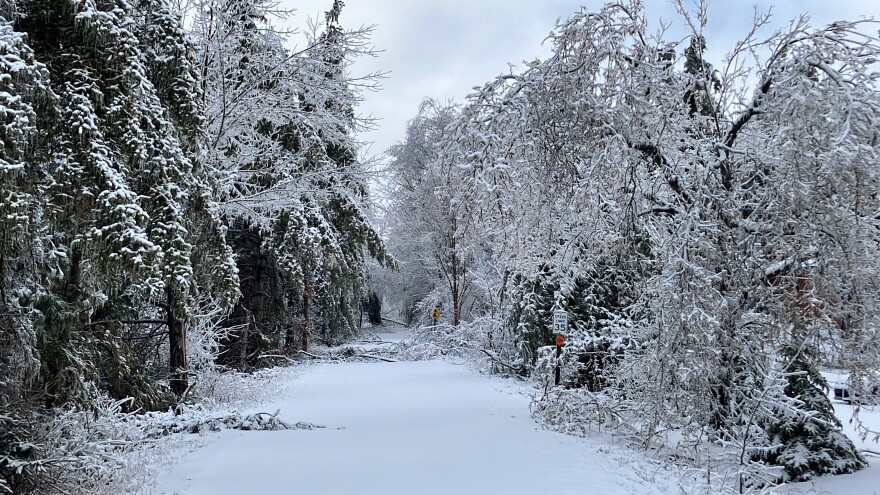 The North Central State Trail, which runs from Gaylord to Mackinaw City, is covered in tree debris on March 31, 2025. This trail is managed by the Top of Michigan Trails Council, but on April 4, 2025, the Michigan Department of Natural Resources "indefinitely" closed state-managed trails across 12 counties in the northern lower peninsula and eastern U.P. Debris around trails poses a public safety threat, according to Ron Olson, the DNR parks and recreation chief. "There's also the danger of what we call hangers, meaning branches that may have broken off and are hanging up against another tree that could fall down," he said.