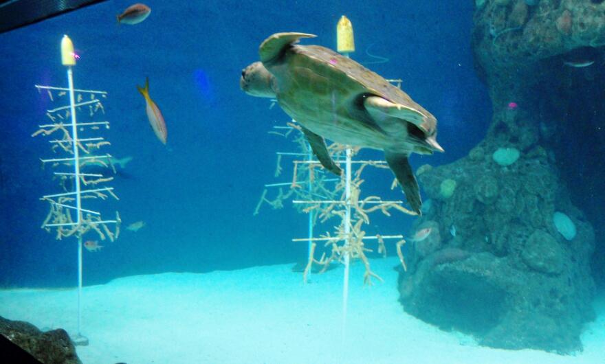 The Florida Aquarium is reopening on May 15 with guidelines to guard against the coronavirus pandemic.