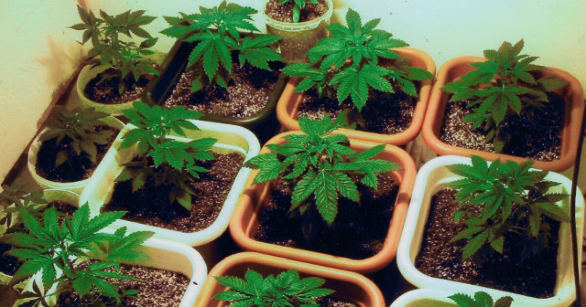 Collier County moves to ban medical marijuana dispensaries in unincorporated areas