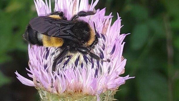 Bumblebee