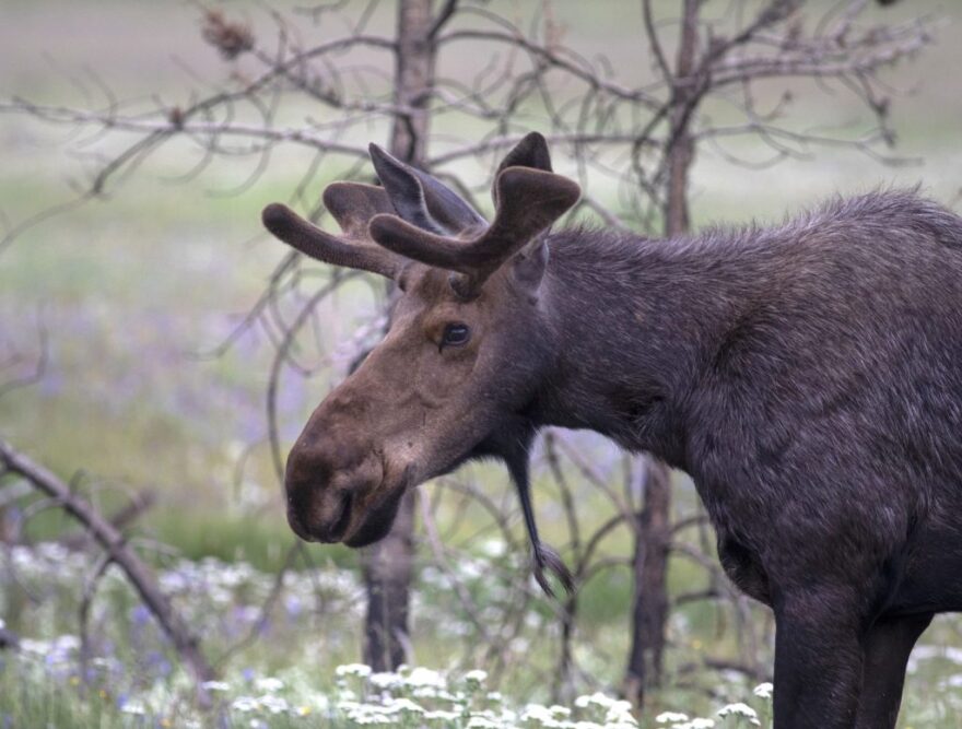 A young moose inside Rocky Mountain National Park on July 15, 2022, near Grand Lake, Colorado.