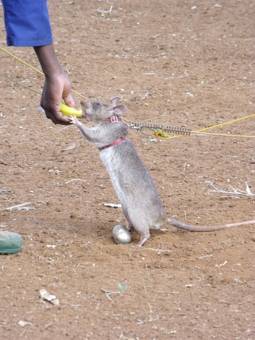 APOPO HeroRAT tea egg training  Dammies trainee HeroRAT swaps a tea egg containing a sample of TNT he has just found for a banana treat