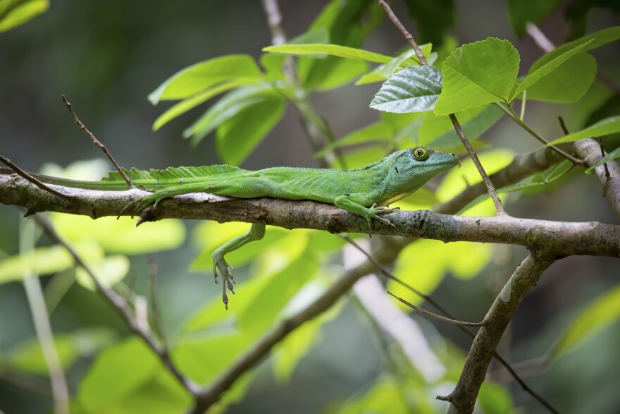 The Puerto Rican giant anole (Anolis cuvieri) with toepads on display. Biologists at Washington University in St. Louis discovered that species have evolved for specialized life in trees at least 100 times in thousands of lizards.