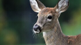 A new study suggests that the white-tailed deer, pictured above, could carry SARS-CoV-2 indefinitely and spread it back to humans periodically.