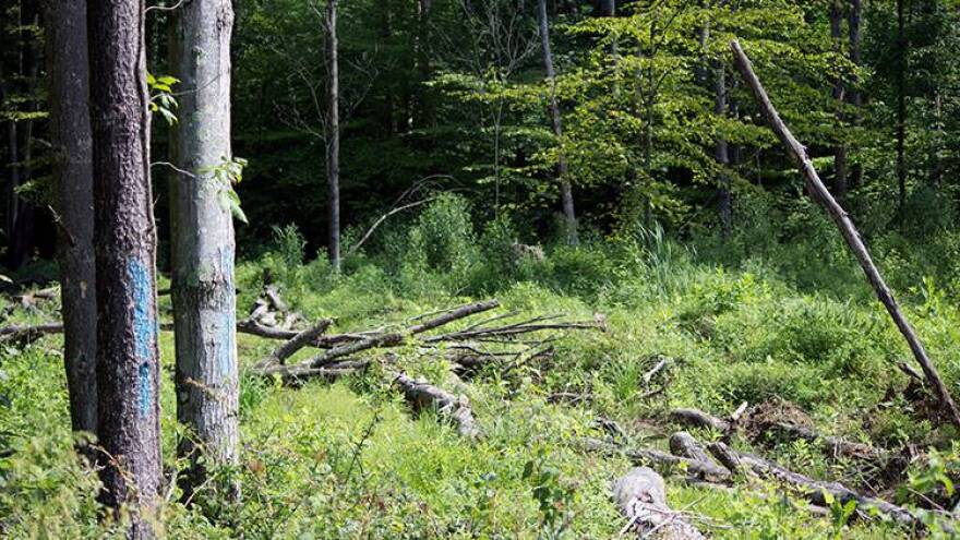 Felled trees lie next to three tagged for harvesting with blue spray paint in Yellowwood State Forest. Harvested trees are naturally replaced with thick, scrubby bushes, which will eventually be out competed by new trees.