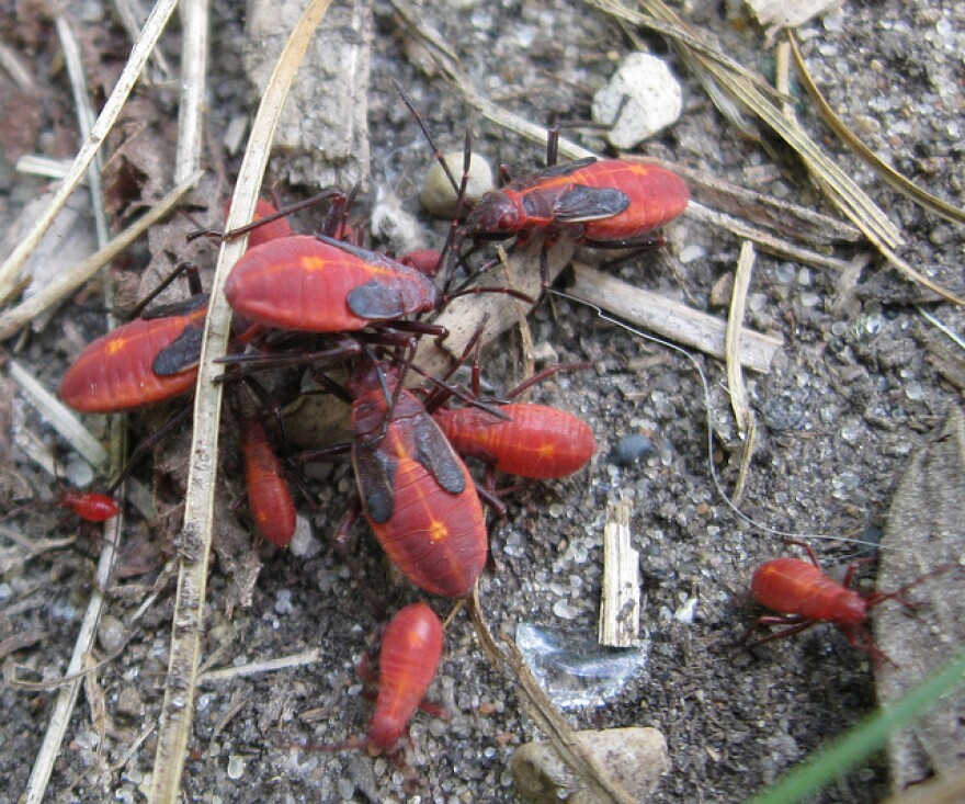 Box Elder Bug Nymphs