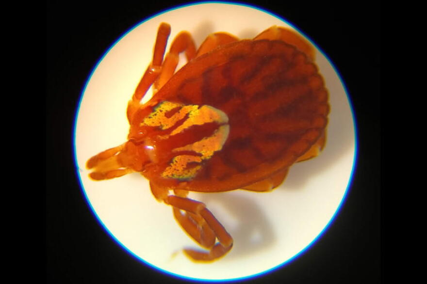 A female Gulf Coast tick