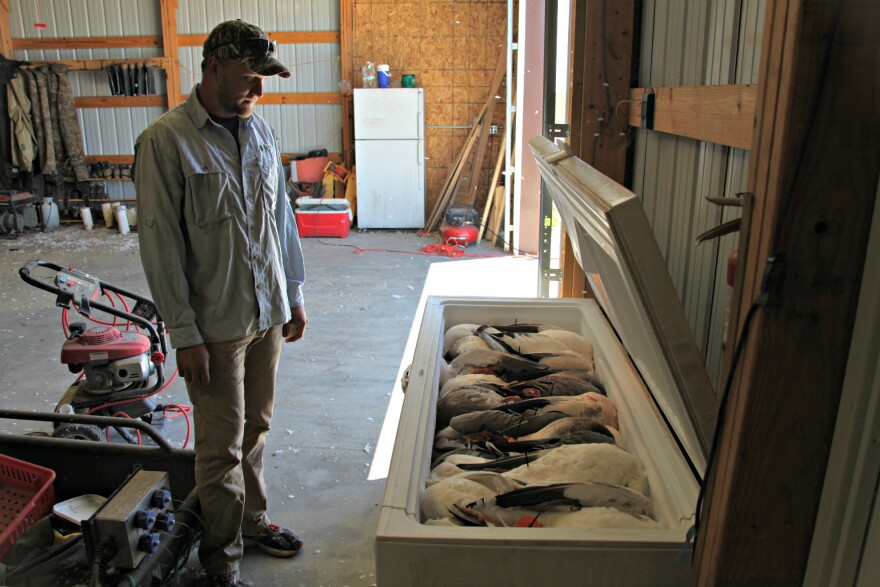 Hunters have targeted snow geese, but the population is still booming.