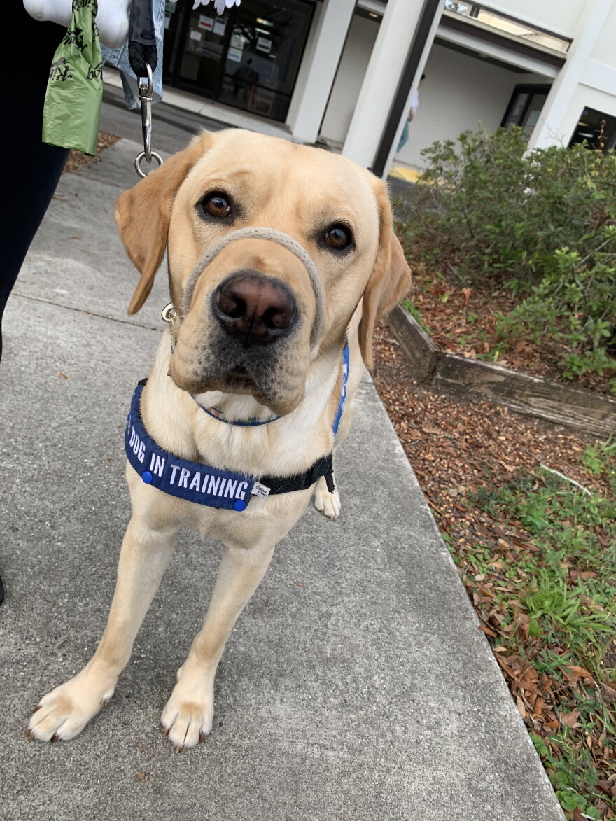 Golden Lab wearing Dog in Training harness