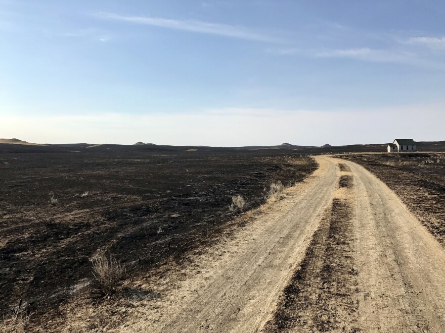 Photo of a dirt road on a stretch of land that was burned.