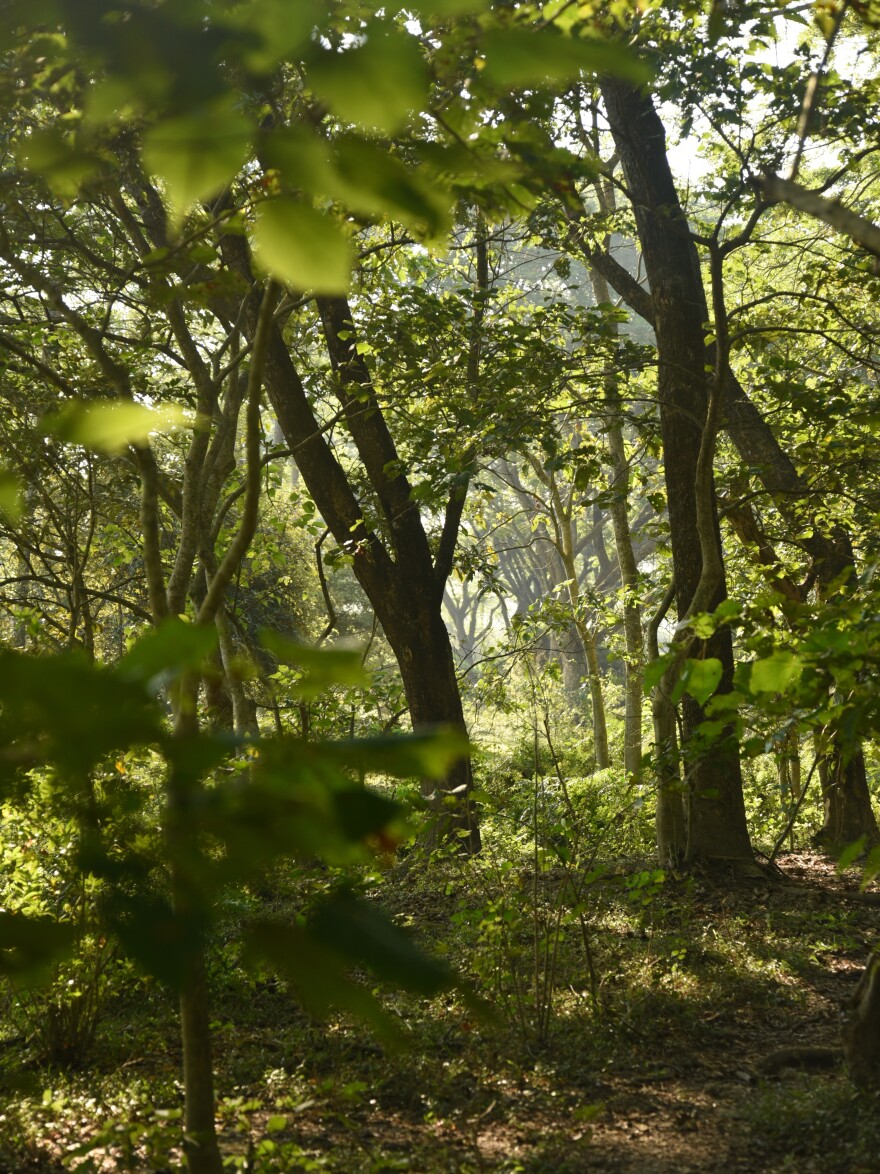 What began as a bamboo stand has grown into a dense 1,300-acre forest. The biome single-handedly nurtured by Payeng for nearly 40 years is home to tigers, deer, monkeys, elephants and a wide variety of birds.