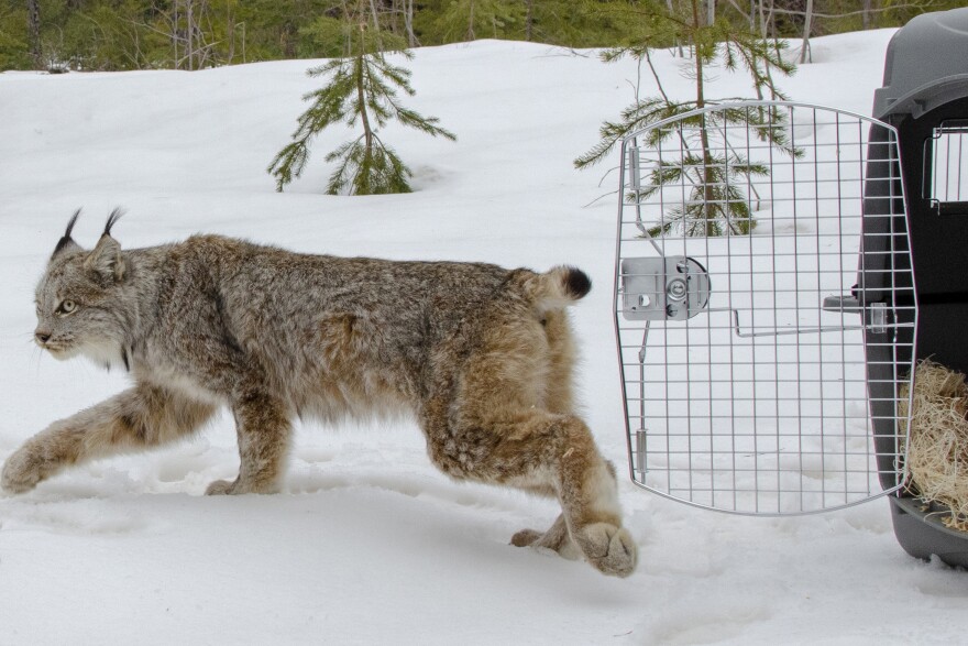 Photo of a lynx being released from a crate onto snowy terrain, with evergreen trees visible in the background.