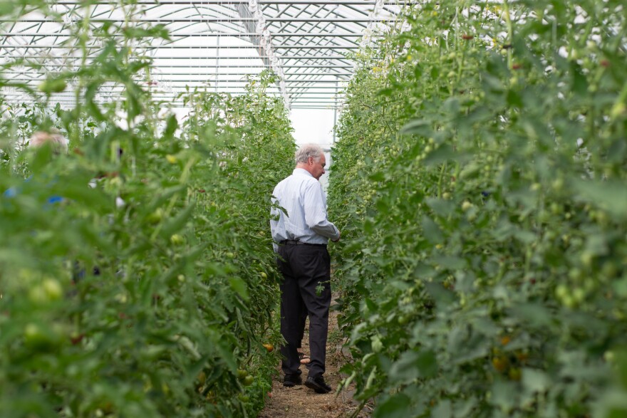 Sen. Tim Kaine peruses rows of cherry tomatoes at the farm at Augusta Health.