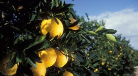 Washington navel oranges growing in Florida.