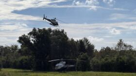 One helicopter sits on the grass with trees behind it, facing the left, as another helicopter is flying just above the trees, facing right.