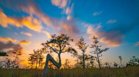 A daylong symposium will look at how art and science help tell the Everglades story.