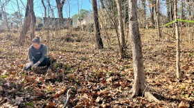 Cat McGuigan pulling ivy during a group workday on the Buttermilk Trail in Richmond.