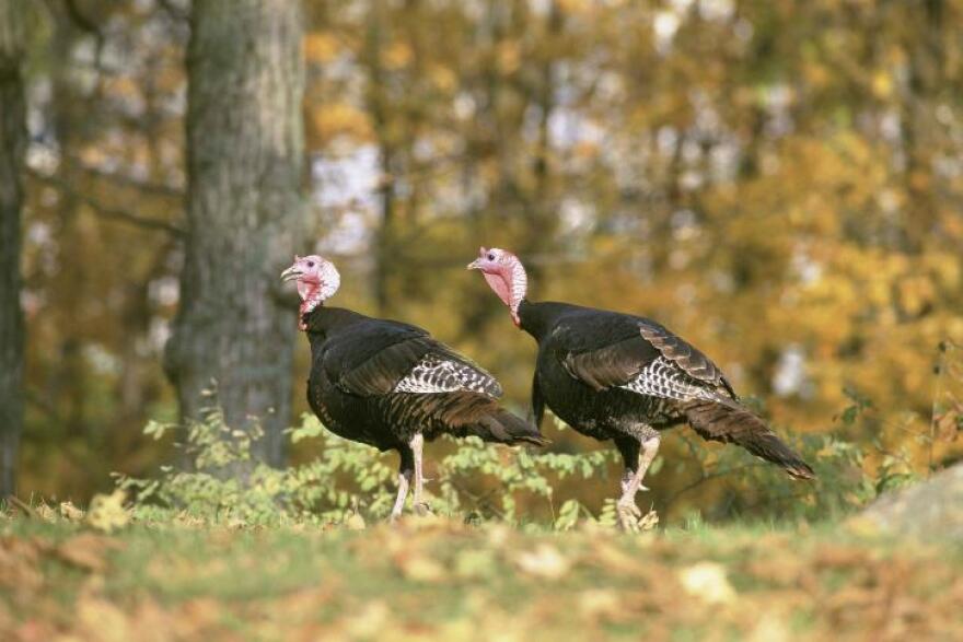 Although never native to Montana, turkeys were introduced here in the 1950s when national conservation efforts were mounted to save the species. 