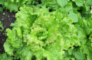 The cyclospora outbreak was first linked to lettuce coming from Mexico
