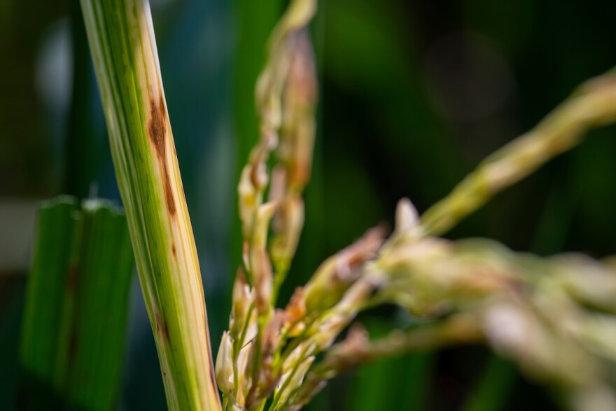 A green rice plant shows brown discoloration and lightening on its leaves, signs of the hoja blanca virus caused by the rice delphacid.
