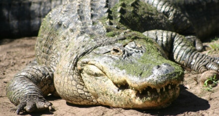 American Alligator