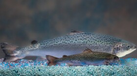 A genetically modified salmon dwarfs a non-modified salmon of the same age in an undated handout photo distributed in 2010. (AquaBounty Technologies)