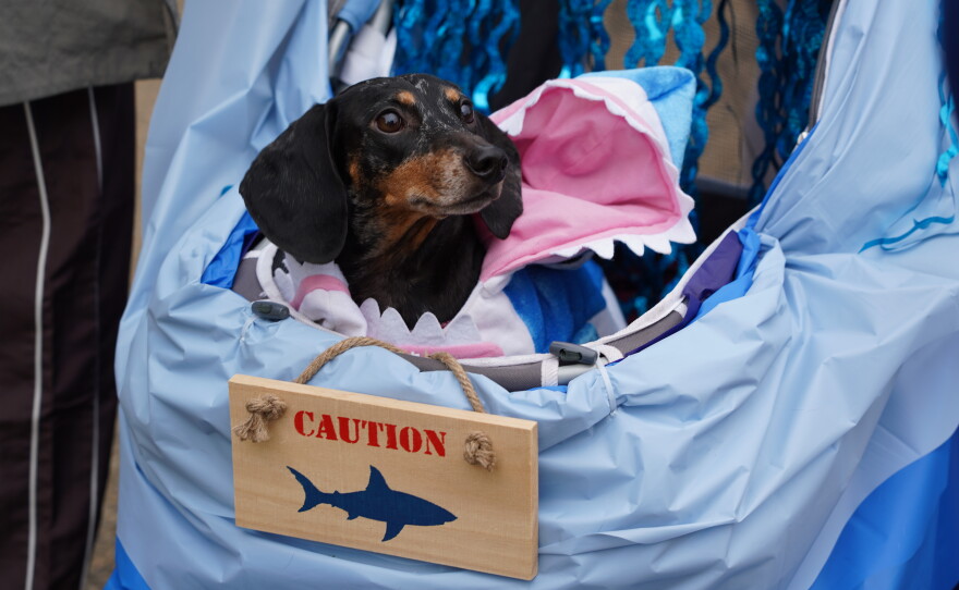 Dachshunds of Columbia held its annual "Halloweenie Walk" on Saturday, Oct. 17, 2026 in Columbia, S.C.