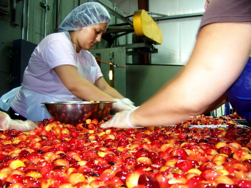 Farm-fresh Rainier cherries get sorted before they're dried for candy and other treats.