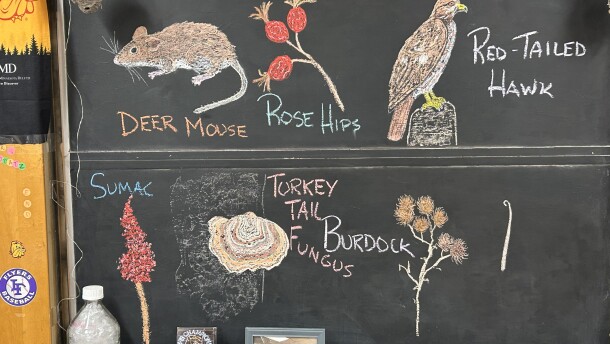 Chalkboard drawings that show what is happening in nature like deer mouse, rose hips, Red-Tailed Hawk, sumac, turkey-tail Fungus and burdock from a classroom in Little Falls.