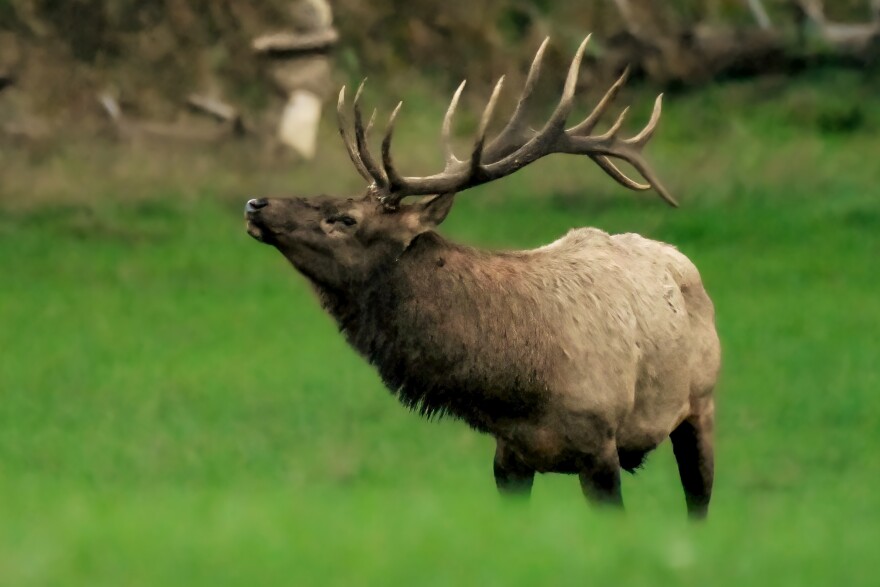  A bull elk at the Pigeon River Country State Forest. Elk were wiped out in Michigan.  In 2019, the elk population was estimated at nearly 1,200.