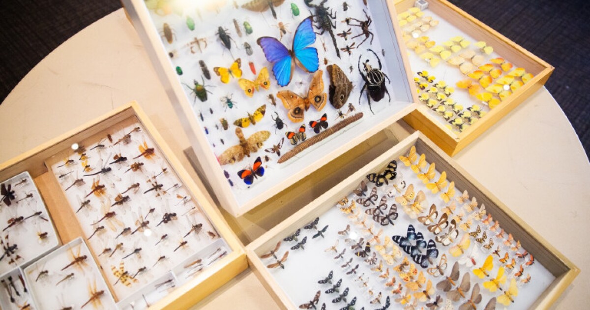 From pollinators to predators: Discussing BugFest's return