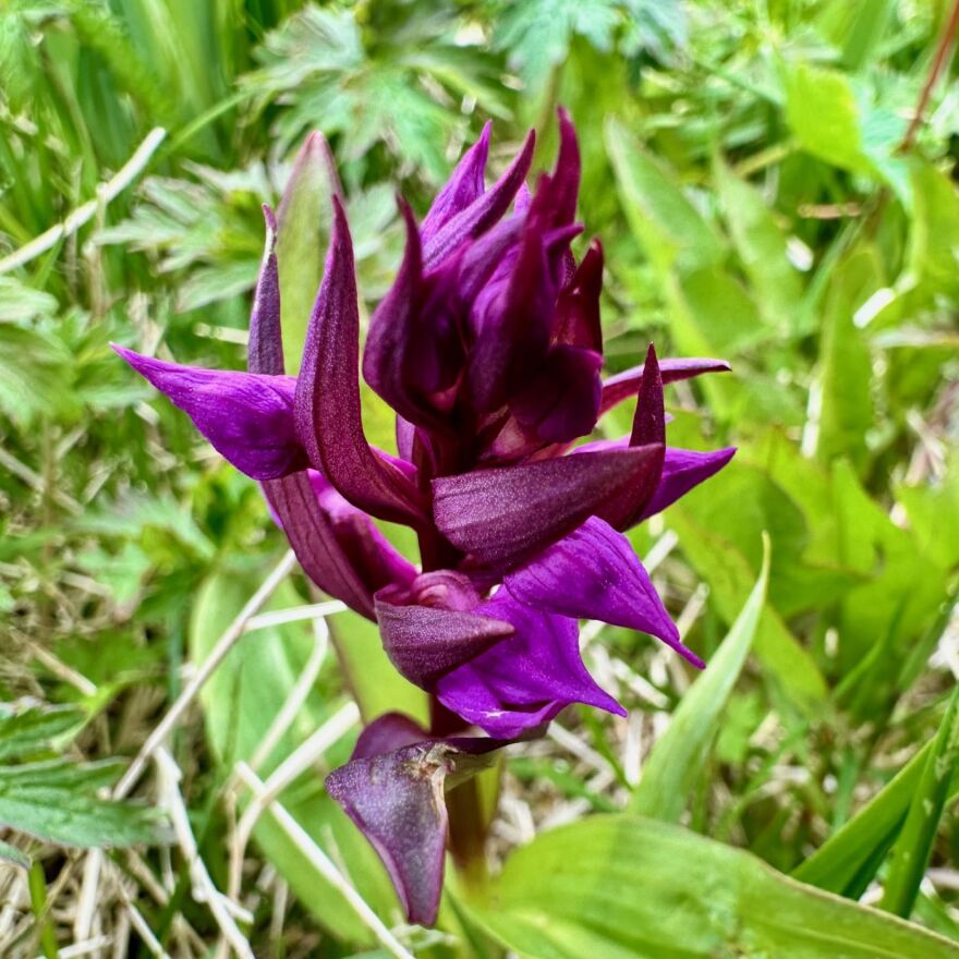 Rose orchid, Kodiak Island
